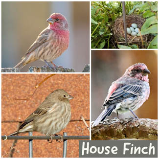 House Finch